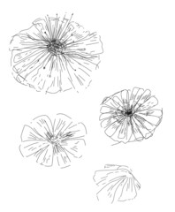 Hand drawn boho floral botanical  drawing illustration, decor, black and white fine line sketch art. Poppy dandelion petals flower heads isolated on white background. Botanical study, sketchbook page