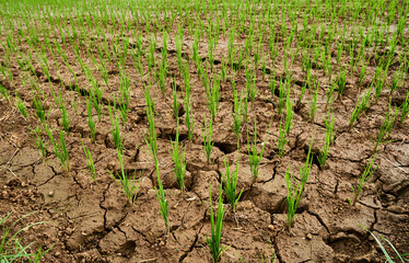 Rice field drought, lack of water, cracked soil. Indonesia