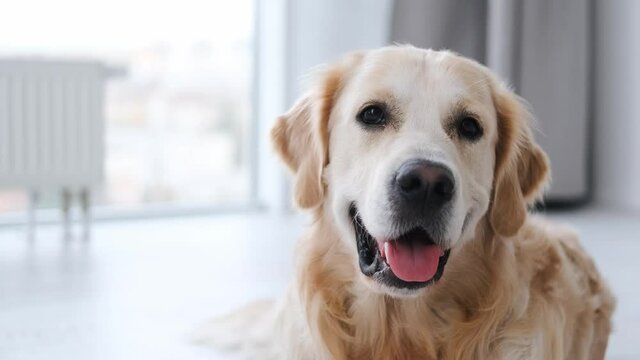 Closeup portrait of beautiful golden retriever dog with kind eyes lying on the floor in the room with daylight. Cute doggy breathing with tonque out and looking at the camera. Funny labrador at home.