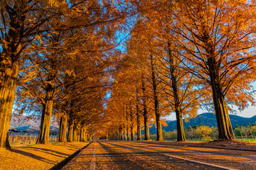 Fototapeta premium メタセコイア