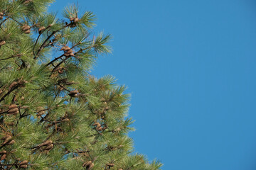 Christmas tree with beautiful pine cones against a blue sky with clouds. Shallow depth of field. Copyspec, left corner
