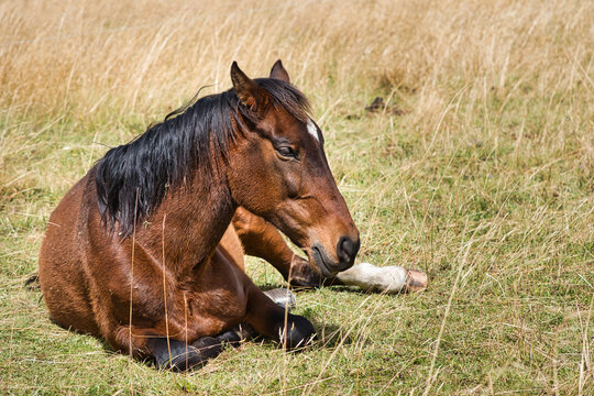 Portrait Of Horse In The Ecuadorian Andes