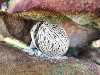 Colors and patterns of natural sea stones