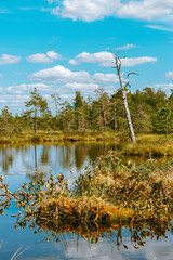 Obraz premium Beautiful swamp with old trees, small ponds and pine trees during a sunny summer day with blue sky and white clouds. Gorgeous landscape photography