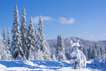 winter landscape with fir trees
