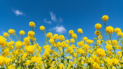 菜の花