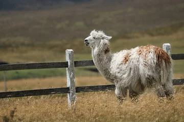 Foto auf Alu-Dibond Llama on meadow in the Ecuadorian Andes © Thomas