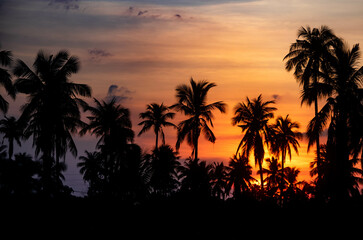 Fototapeta premium Silhouette at sunset in a coconut plantation in Thailand