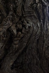 bark of a tree