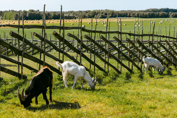 Obraz premium Two white goats and a black goat eating grass in a rural area