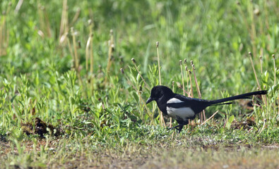 magpie walking on green grass
