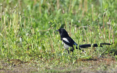 magpie walking on green grass