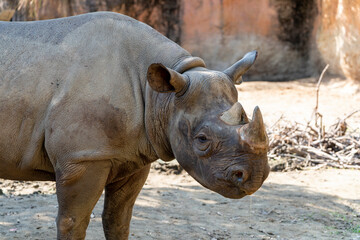 Obraz premium [動物]クロサイ（動物園の風景）
