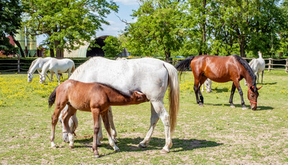 Naklejka na ściany i meble Beautiful Lipizzaner horses at the stud farm in Dakovo, Croatia. 