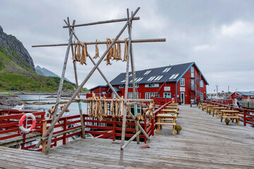 Cod fish drying up on the wooden racks in Lofoten, Norway 
 - obrazy, fototapety, plakaty