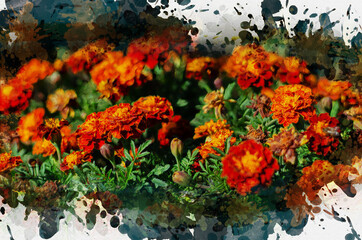 Beautiful orange red marigold flowers. Tagetes garden.