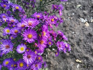 aster shrub bed. garden and vegetable garden, bright purple flowers
