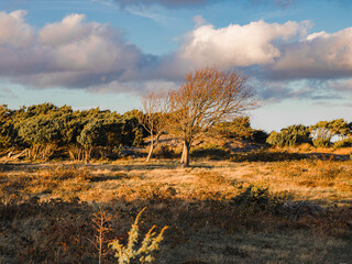 Trees on a hill in the evening