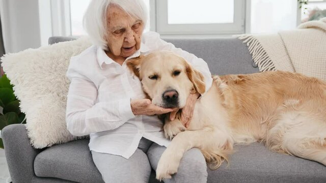 Elderly woman petting golden retriever dog at home in room with daylight