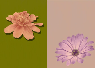 Vintage style two flowers over split background