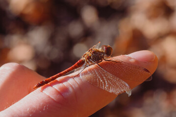 A small red Dragonfly sitting on a Finger, Blood-red heather dragonfly sits on one finger, Sympetrum sanguineum
