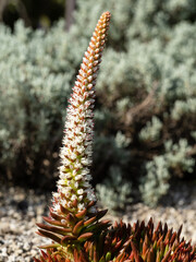 ツメレンゲの花