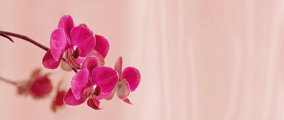 Rolgordijnen Purple orchid flower phalaenopsis. Blooming butterfly orchids. Copy space. Floral banner. Color trend 2021 2022. © Elena