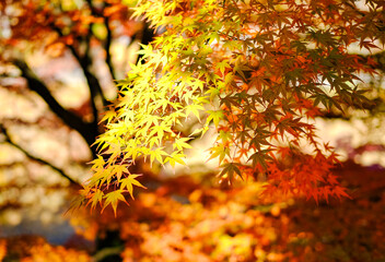 色付いた紅葉