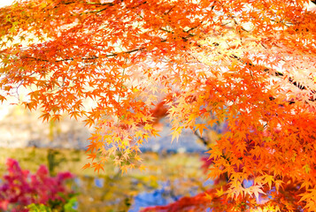 赤く色付いた紅葉