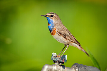 Bluethroat. Birds of Central Russia