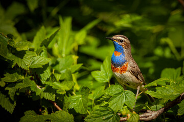 Bluethroat. Birds of Central Russia