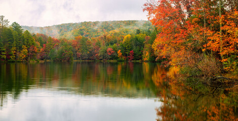 autumn in the forest