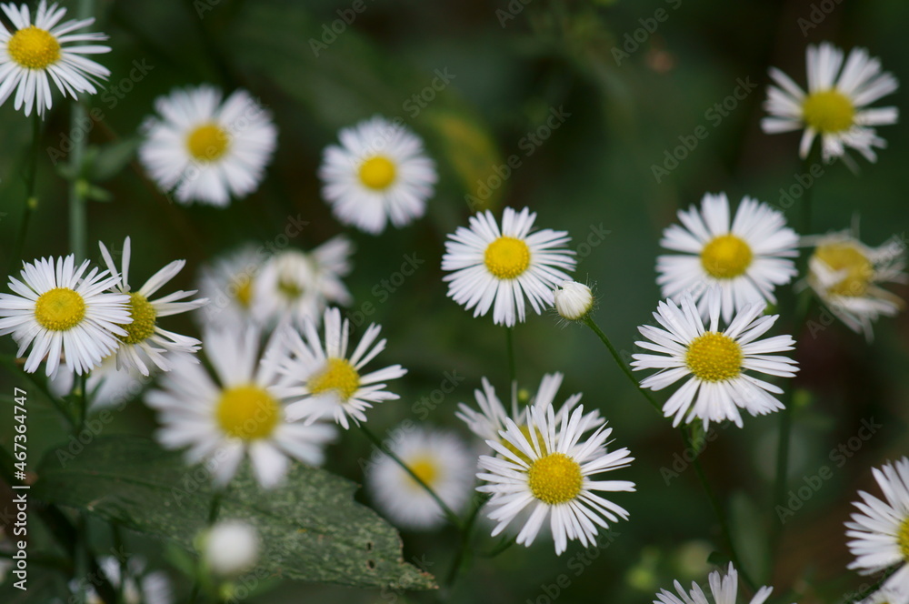 Poster White field daisies in the field. The background image.