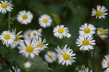 White field daisies in the field. The background image.