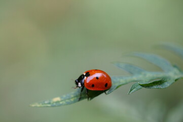 Ladybug on a green background. Insects in nature.