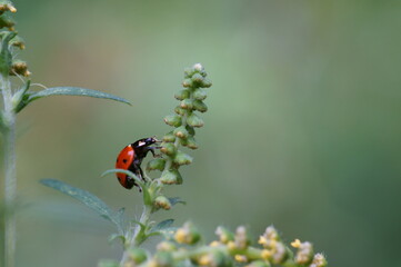 Ladybug on a green background. Insects in nature.
