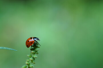 Ladybug on a green background. Insects in nature.