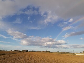 Fototapeta premium field of wheat