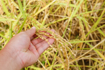 Farmer hand touching gold paddy rice