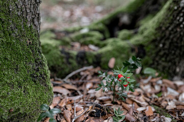 Wild fruit in a autumn woodland