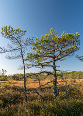 autumn characteristic colors in nature, bog plants painted in brown tones, rare swamp pines, autumn