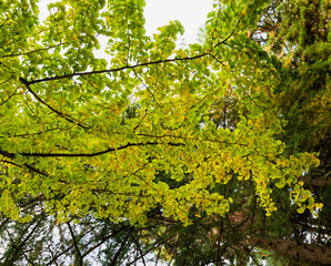 霜月朔日　樹木公園の銀杏の葉