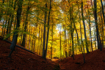 Obraz premium Herbstwald
