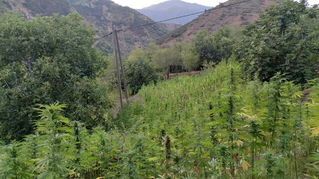 Marijuana plant at outdoor cannabis farm field, Hemp Field.