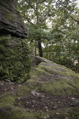Cliffside in the forrest