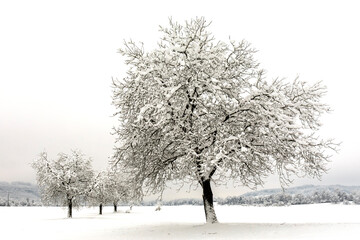Fototapeta na wymiar Wintery day with snow-covered landscape