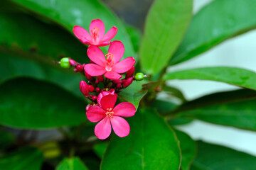 pink hibiscus flower