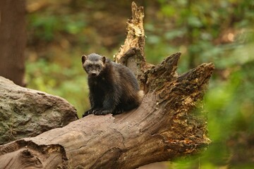 Majestic wolverine in front of the colourful background, great autumn colors, beautiful animal in the nature habitat, Gulo gulo.