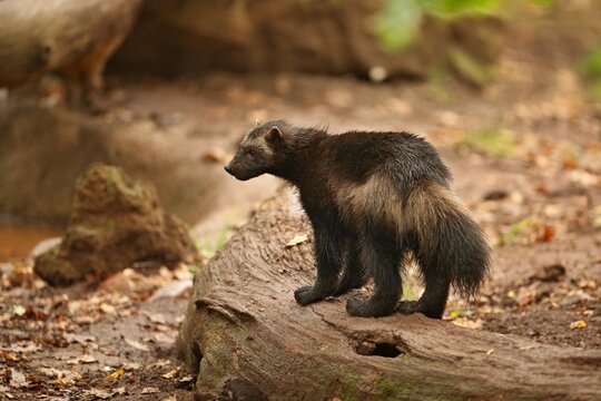 Majestic wolverine in front of the colourful background, great autumn colors, beautiful animal in the nature habitat, Gulo gulo.