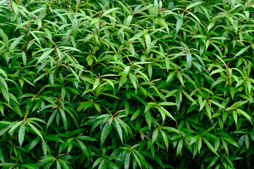 green grass background